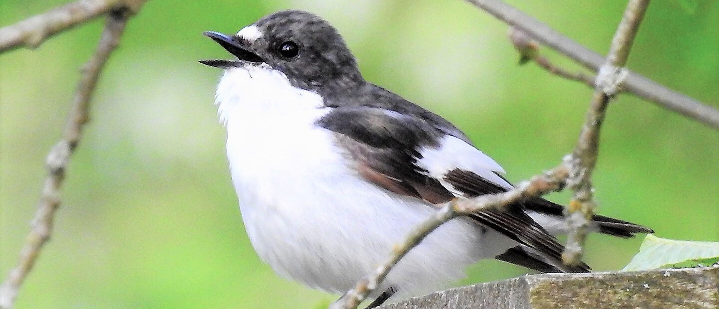 ‘Cheating’ birds change their tune