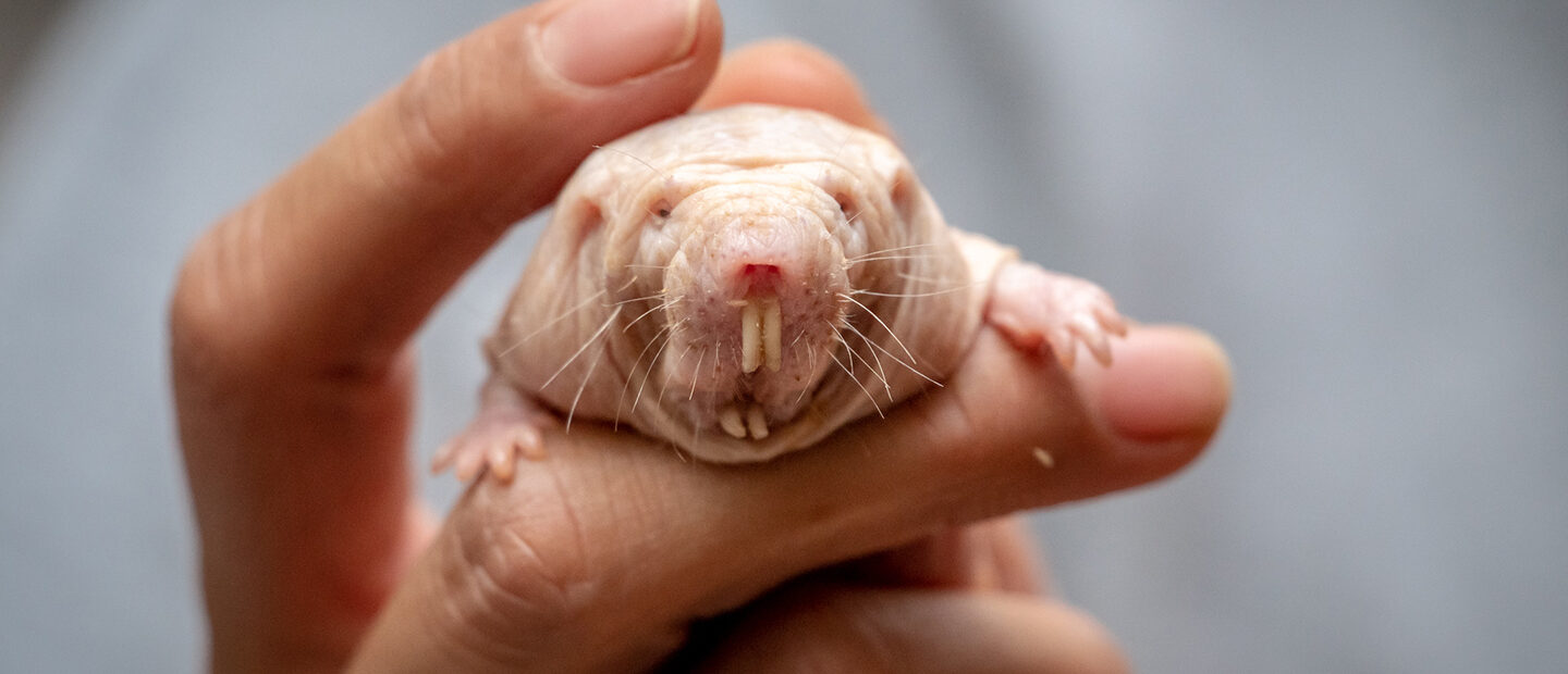 Naked mole-rat queens rule their colonies with a potent odor