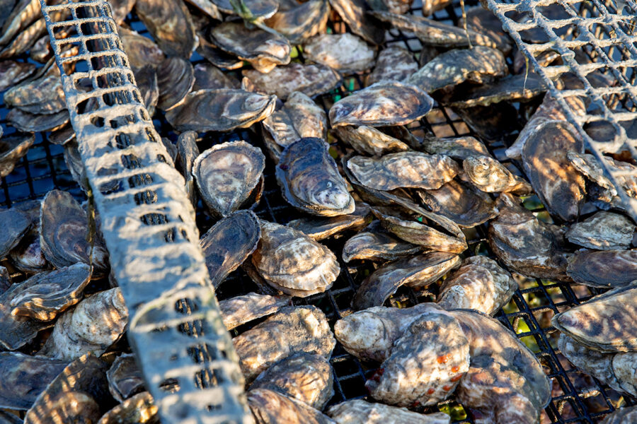 Bullfrogs may have an antidote to deadly shellfish poisoning
