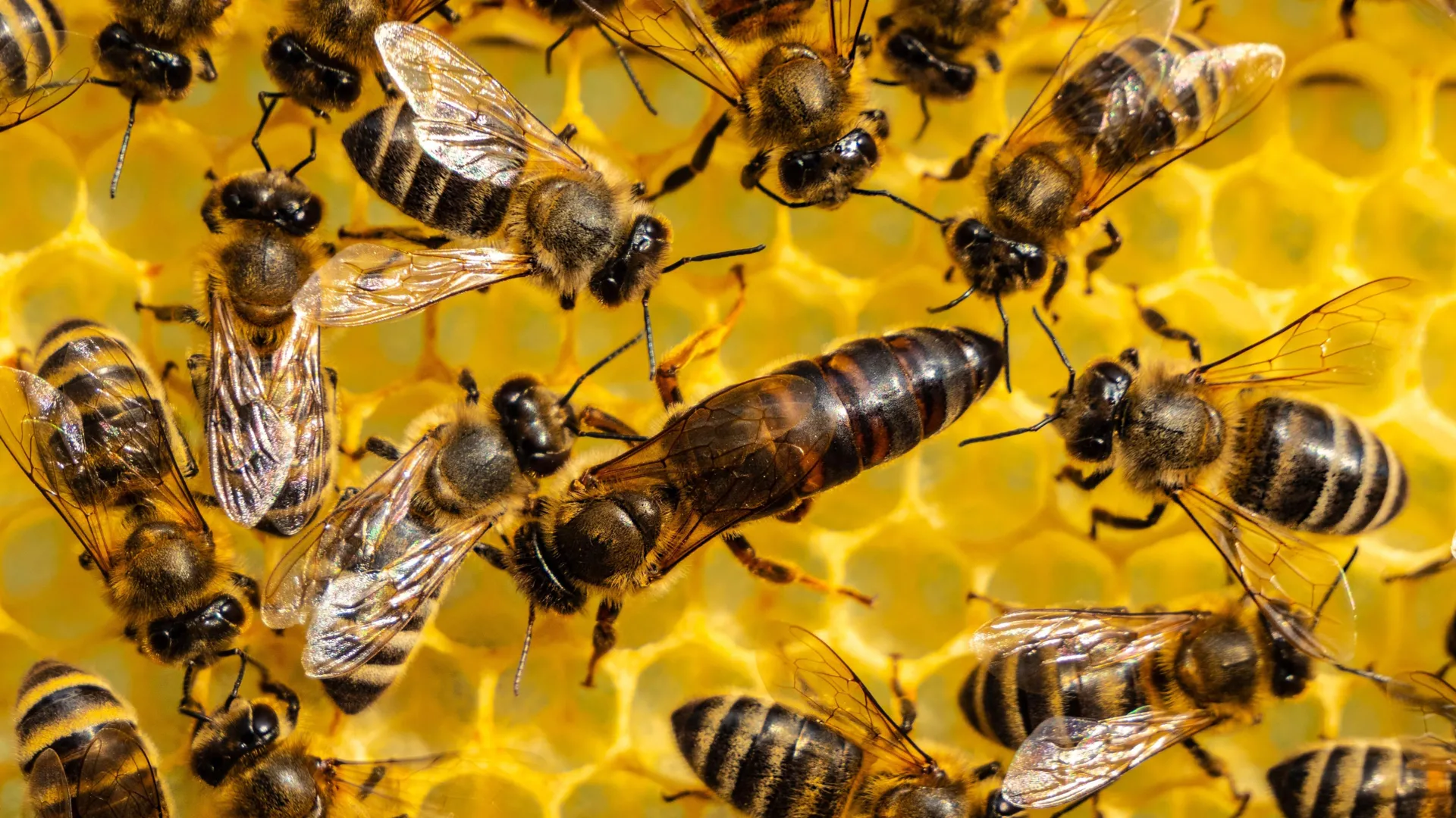 queen-honeybee-with-worker-bees-1 Queen Bees Pass Pesticides to Their Eggs