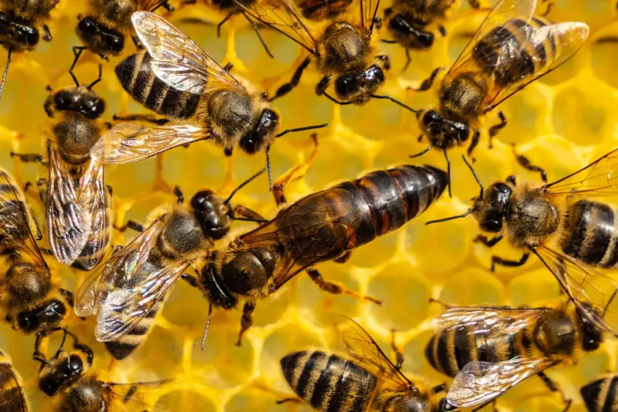 Queen bees have a disturbing way to survive pesticides