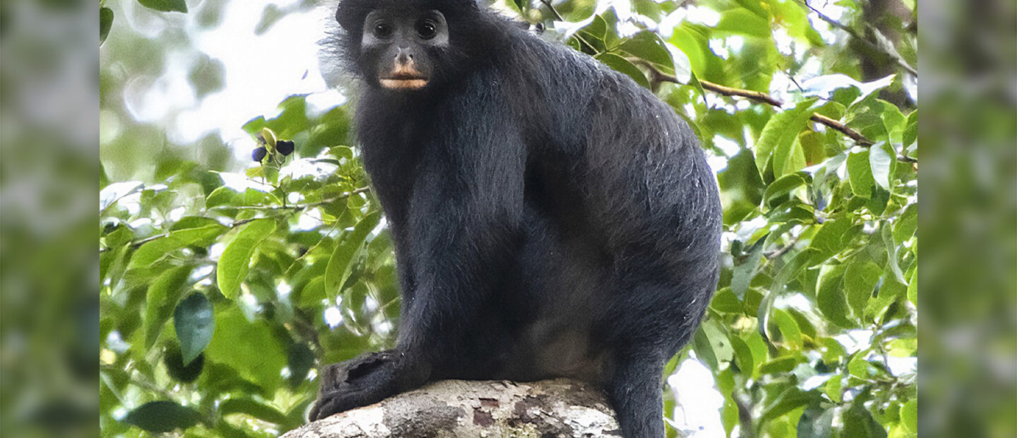 A new monkey species has been found deep in Congo’s forests